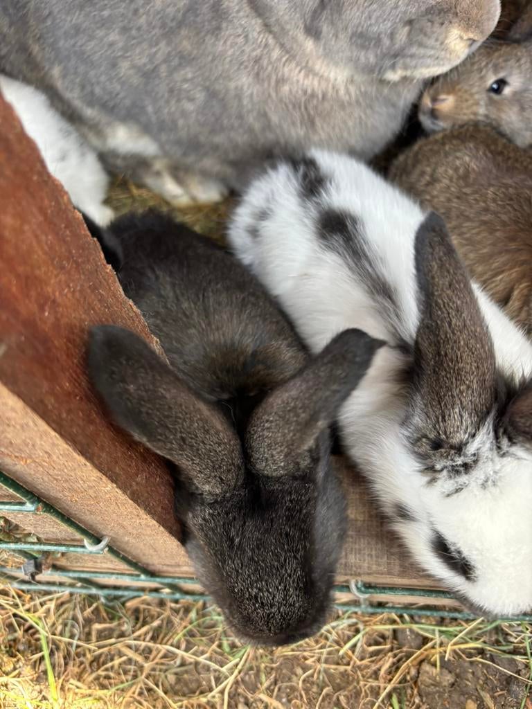 nestje konijnen vlaamse reus x lotharinger, Dieren en Toebehoren, Konijnen, Meerdere dieren, Groot, 0 tot 2 jaar