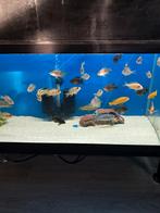 Malawi cichliden en mbunas, Vis