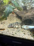 Peckoltia Butterfly L168  XXL, Vis