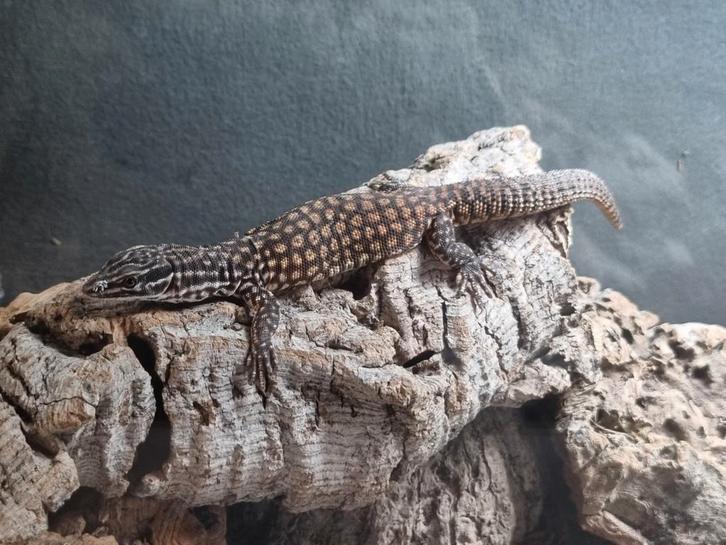 V. acanthurus red ackie 0.0.1, Dieren en Toebehoren, Reptielen en Amfibieën, Hagedis, 0 tot 2 jaar