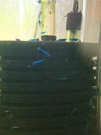 Blauwe Garnalen Neocaridina (Blue Dream), Dieren en Toebehoren, Kreeft, Krab of Garnaal, Zoetwatervis, Schoolvis