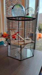 Interzoo hamsterkooi hok hexo  42x53 glas glazen bak, Dieren en Toebehoren, Kooi, Minder dan 75 cm, Hamster, Ophalen
