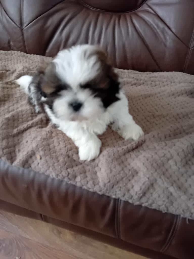 Te Koop Shih Tzu, Parvo, 8 tot 15 weken, Teef, Meerdere
