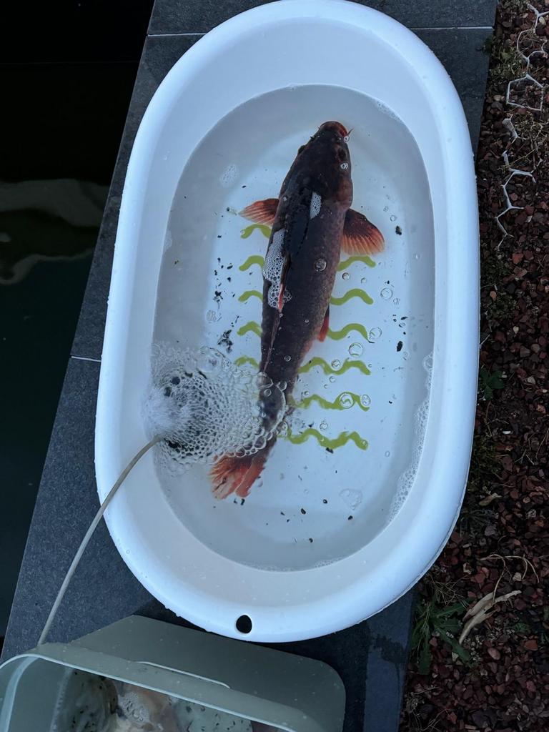 Koikarpers te koop, Dieren en Toebehoren, Vissen | Vijvervissen, Karper of Koi