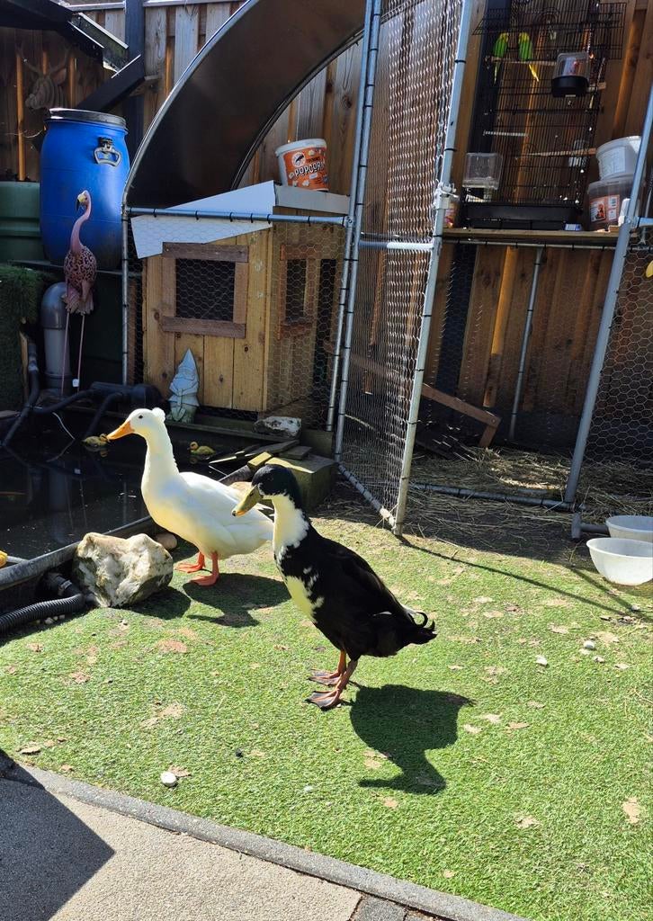 Indische loopeenden mannen, Dieren en Toebehoren, Pluimvee, Mannelijk, Eend