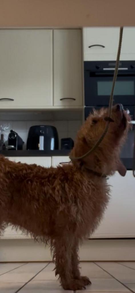 Honden wassennnnn️