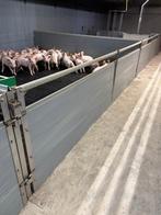 Hokinrichting voor biggen [242], Meerdere dieren, Schaap