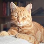 Kitten gezocht, Dieren en Toebehoren, Meerdere dieren, Kortharig