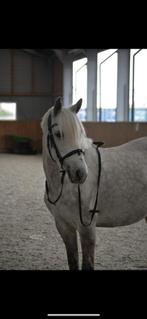 Super lieve D pony te koop, Dieren en Toebehoren, Pony's, Merrie, 7 tot 10 jaar