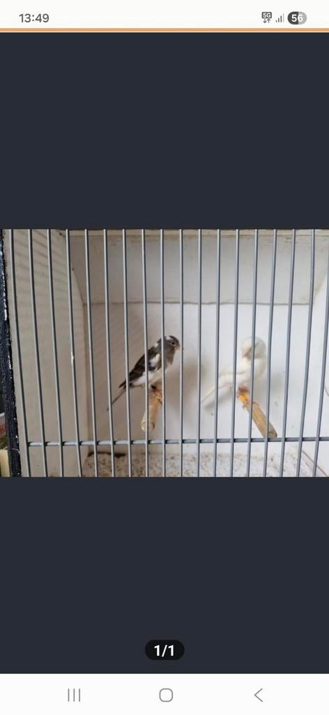 Koppel Kanaries te koop, Dieren en Toebehoren, Meerdere dieren