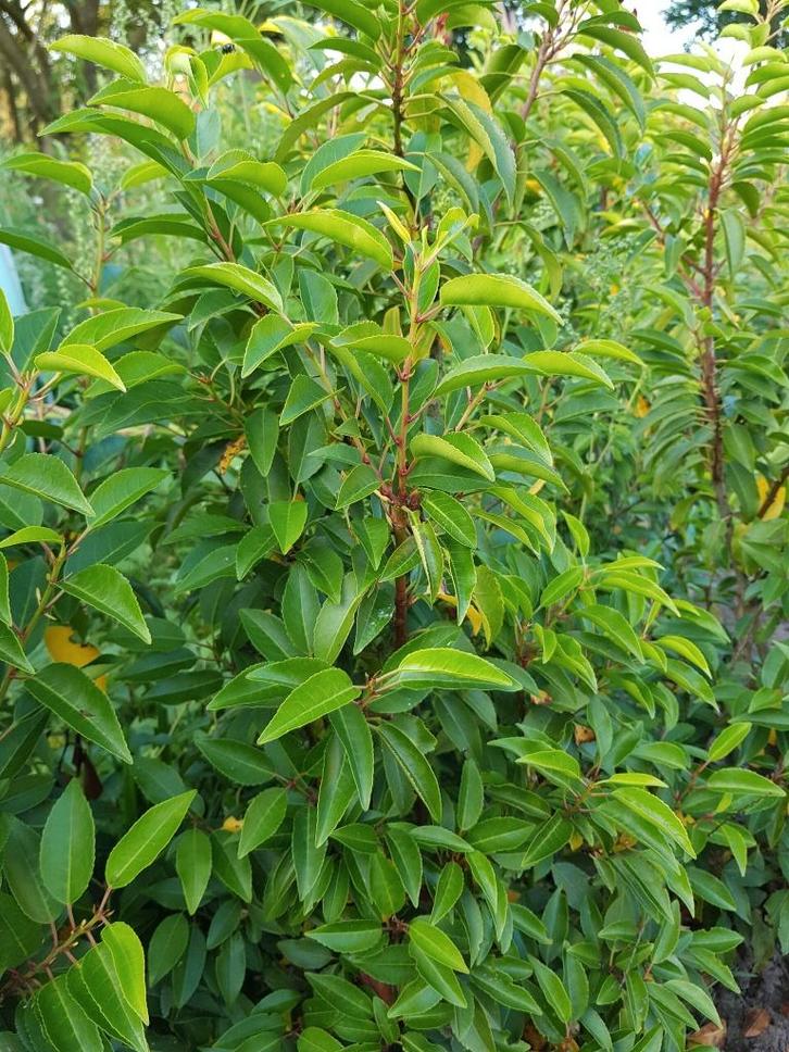 Portugese laurier / Prunus Lusitanica nog 108 stuks, Tuin en Terras, Planten | Struiken en Hagen, Haag, Laurier, Minder dan 100 cm
