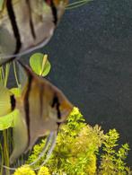 Pterophyllum scalare koppel, Vis, Zoetwatervis