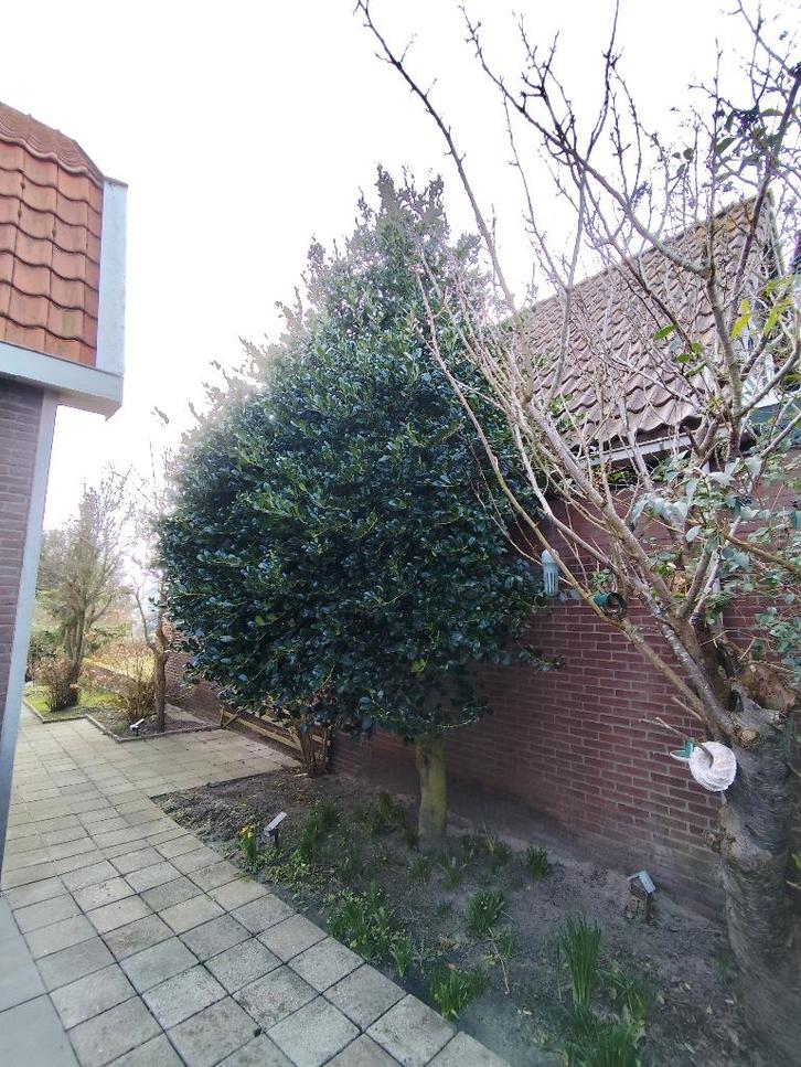 Hulstboom zoekt tuin om nog groter te groeien en te bloeien, Tuin en Terras, Planten | Bomen, Overige soorten, 400 cm of meer