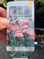 Sedum 'Matrona' - P9 Vaste plant, Ophalen, Bodembedekkers, Volle zon, Vaste plant