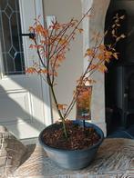 Bonsai starter Acer Japanse Esdoorn Orange Dream, Bloeit niet, Halfschaduw, Minder dan 100 cm, Overige soorten