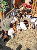 Jonge cavia's, Cavia, Februari, Meerdere dieren, Tam