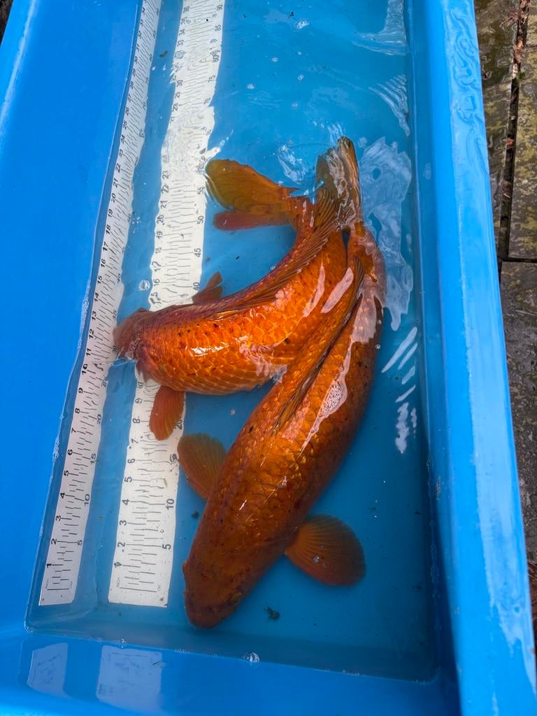 2 chagoi koi 55 cm