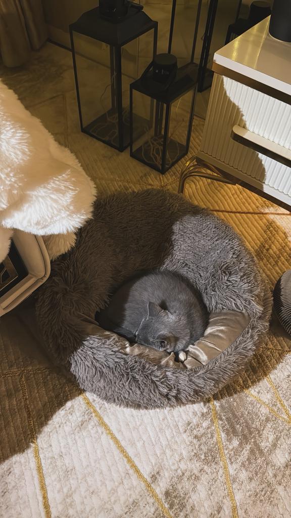 Te koop: prachtige Britse Korthaar / Perzische mix poes, Dieren en Toebehoren, Poes, Gechipt