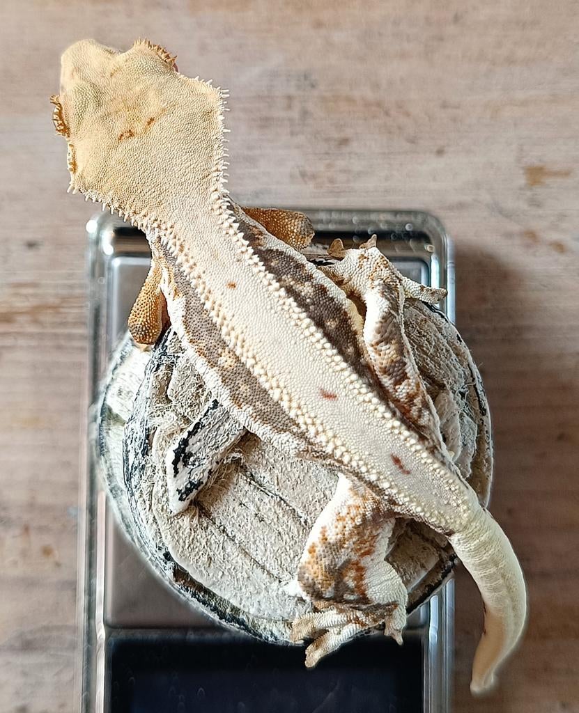 Wimpergekko Lillywhite pv