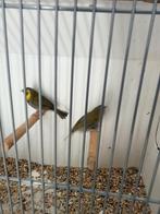 Cubavink mannen, Dieren en Toebehoren, Mannelijk