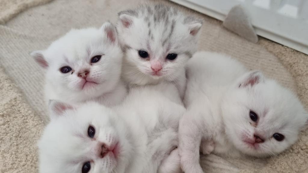 Prachtige britse korthaar kittens te koop silver/point, Meerdere dieren, Ontwormd