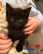 Prachtige kittens 💕, Meerdere dieren, Kortharig, 0 tot 2 jaar