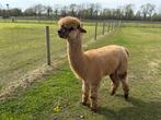 Alpaca dekhengst, Dieren en Toebehoren, Overige Dieren, Mei, Mannelijk