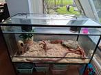 Terrarium met 2 rattenslangen, Dieren en Toebehoren, Reptielen en Amfibieën, Slang, Met terrarium, 7 tot 10 jaar