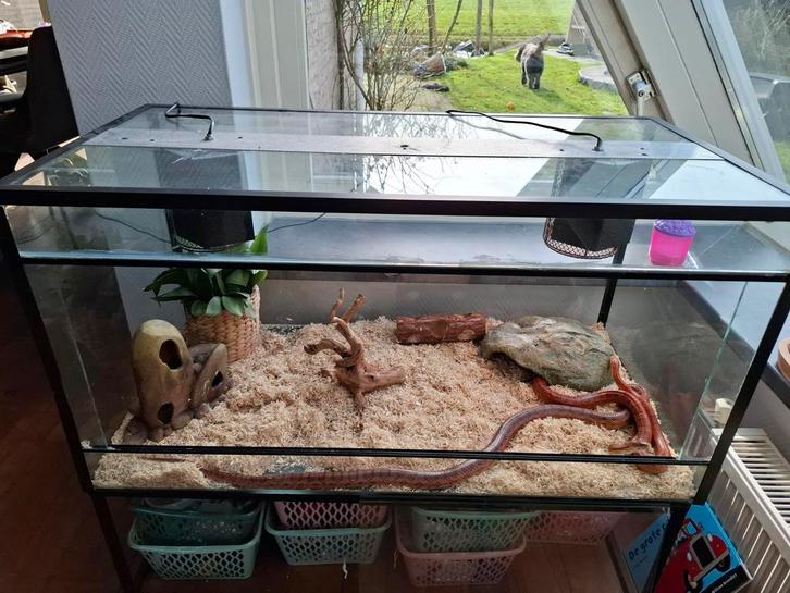 Terrarium met 2 rattenslangen Rat Snake - unknown for sale from R