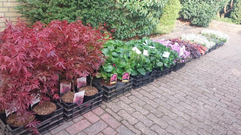 Vele vaste planten, Tuin en Terras, Ophalen, Overige soorten, Volle zon