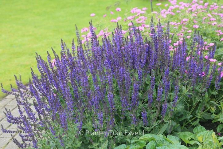 32 Bossalia Salvia tuinplanten vers uit de tuin Z.G.A.N, Tuin en Terras, Planten | Tuinplanten, Vaste plant, Overige soorten, Volle zon