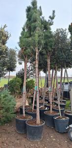 Pinus sylvestris ️❗️🍀 hoogtstam ️🍀❗️, Tuin en Terras, Planten | Bomen, Ophalen, Volle zon, Overige soorten