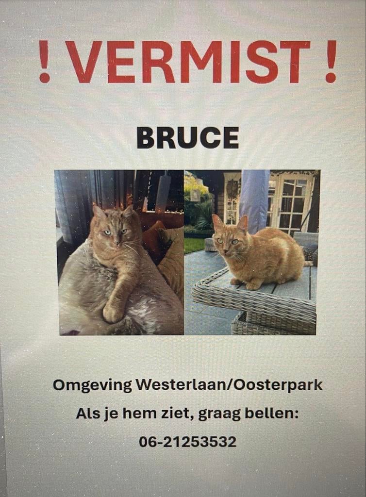 Vermist kater in Hoogezand., Kat