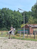 Merrie te koop, Dieren en Toebehoren, Paarden, Merrie, 160 tot 165 cm, Recreatiepaard, 7 tot 10 jaar