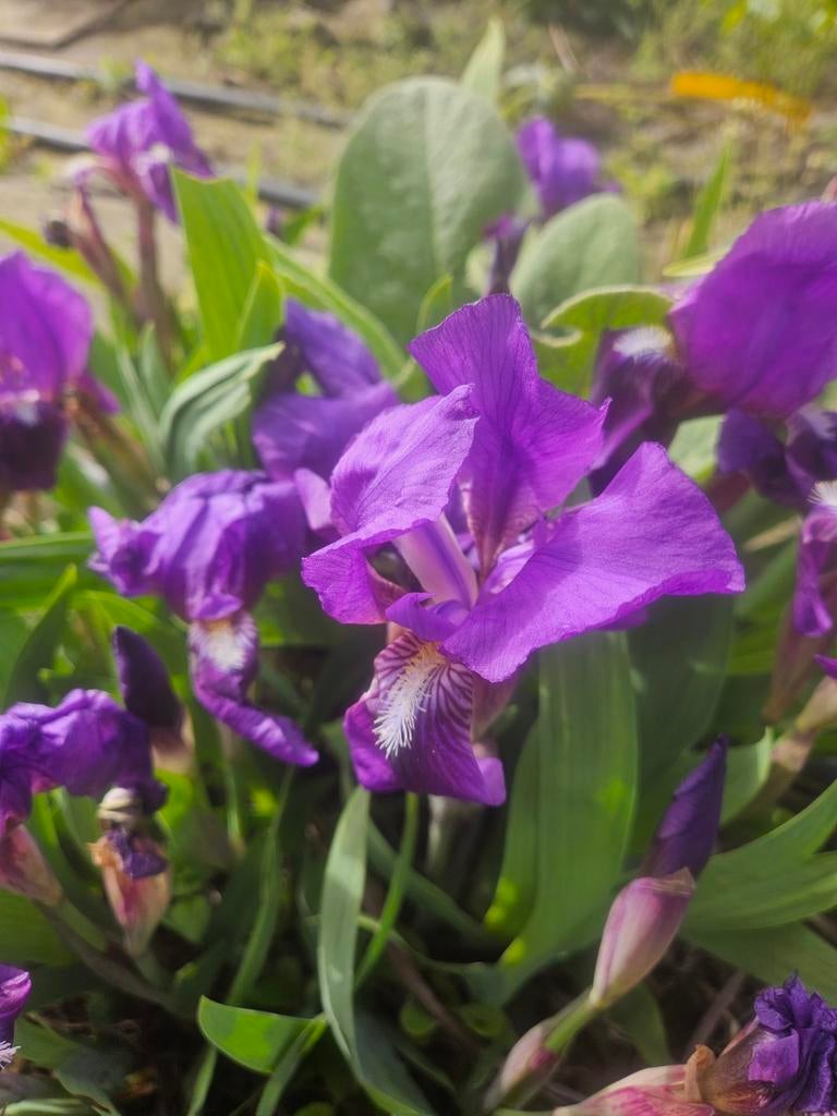 Onbespoten planten bio voor moederdag, Ophalen, Overige soorten, Minder dan 100 cm