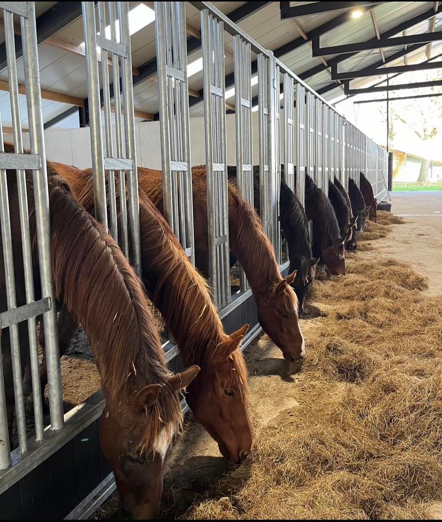 Opfok van hengstveulens te Someren, Opfok