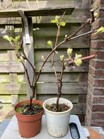 Blauwe druivenplant pitloos, Overige soorten, Minder dan 100 cm, Zomer, Ophalen