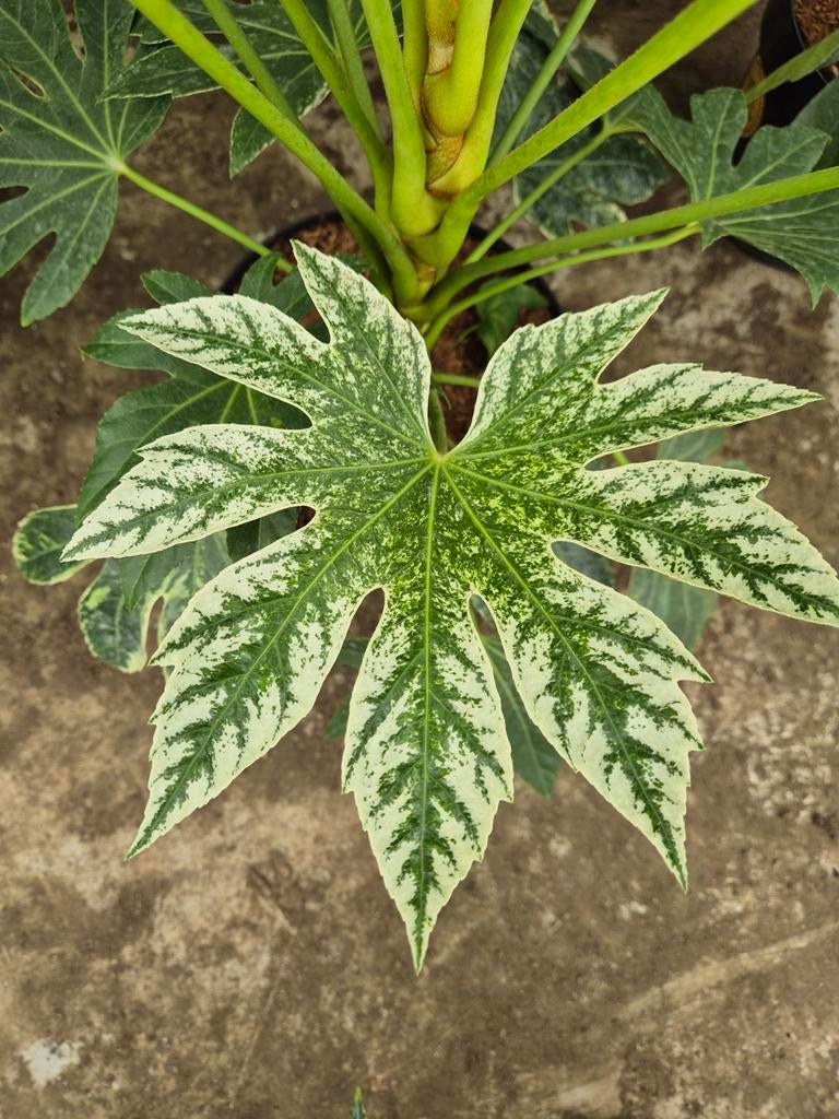 Fatsia SPIDER'S WEB, Ophalen of Verzenden, Overige soorten, Volle zon