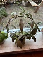 Hoya Pubicalyx -Silver Spot, Huis en Inrichting, Kamerplanten, Ophalen of Verzenden, Halfschaduw, Minder dan 100 cm