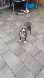 Verwacht american stafford terriër pups, 8 tot 15 weken, American Staffordshire Terriër, Meerdere, Meerdere dieren