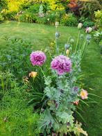 Zaden Papaver lila frizzle, Verzenden, Voorjaar, Volle zon, Zaad