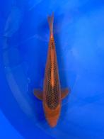 Koi (veiling en in de winkel), Karper of Koi