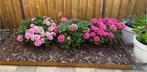 Boeren hortensia roze, Tuin en Terras, Planten | Tuinplanten, Ophalen, Vaste plant, Overige soorten, Halfschaduw