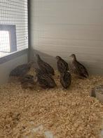 Europese kwartel, Dieren en Toebehoren, Pluimvee