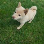 Shiba Inu-puppy's, Dieren en Toebehoren, Overige rassen, 8 tot 15 weken, Meerdere, Meerdere dieren