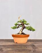 Junipero variëteit Itoigawa, uit japan., Tuin en Terras, Ophalen of Verzenden