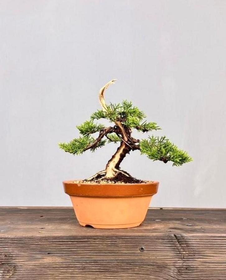 Junipero variëteit Itoigawa, uit japan., Tuin en Terras, Planten | Tuinplanten, Ophalen of Verzenden