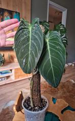 Philodendron Melanochrysum op DIY mospaal, Ophalen, Halfschaduw, Minder dan 100 cm