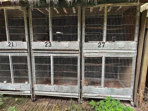 Kweek Kooien voor diverse dieren Vogels- konijnen of andere, Dieren en Toebehoren, Vogels | Parkieten en Papegaaien, Papegaai