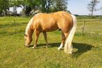 Palomino Quarterhengst, Hengst